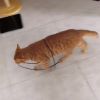 搏斗