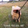 出游