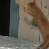 跟斗