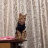 乖巧