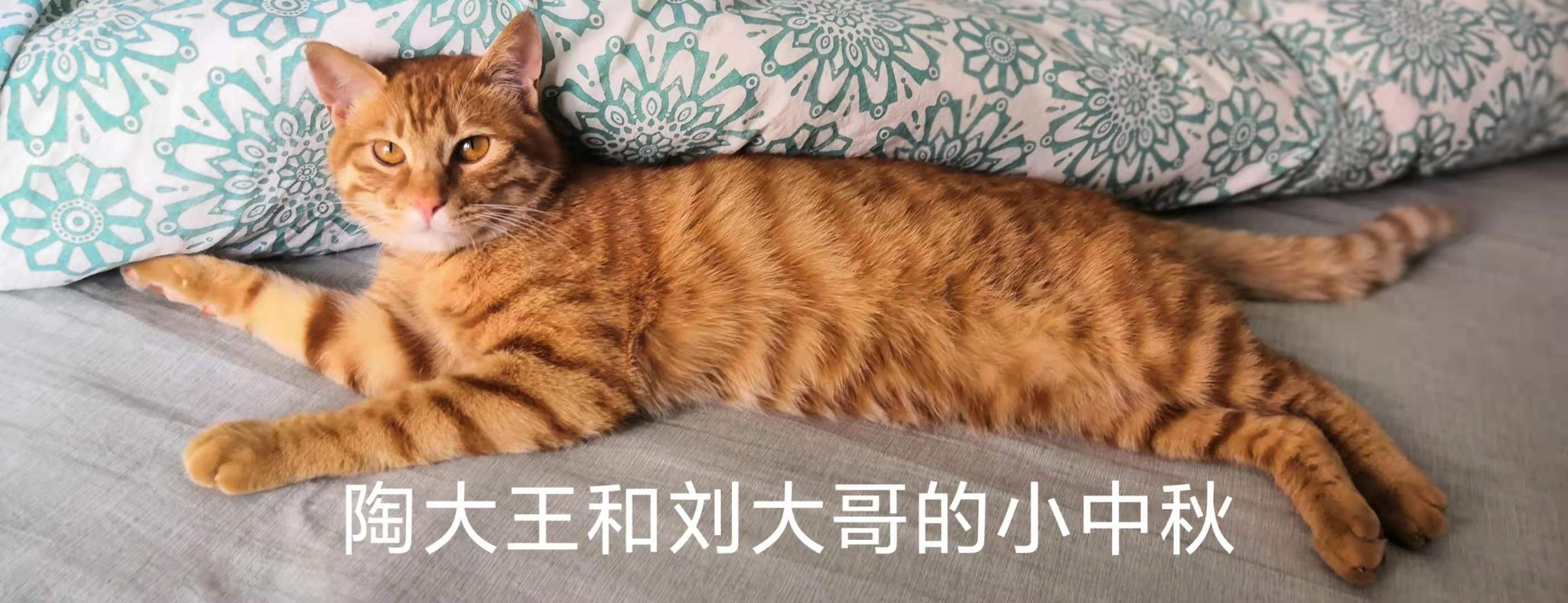 中秋侧卧图
