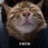 呼噜