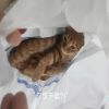 卖猫